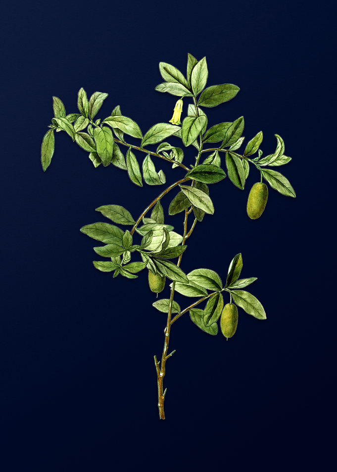 Vintage Leaves Deep Blue