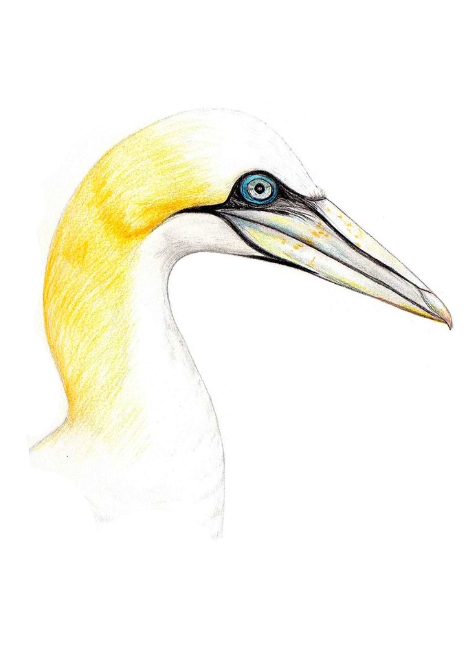 Northern gannet