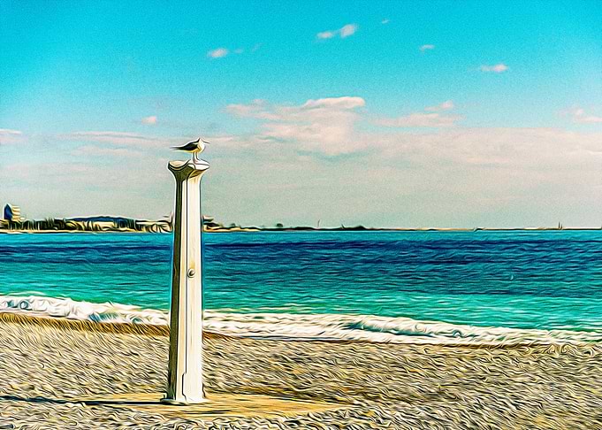Seagull in Riviera
