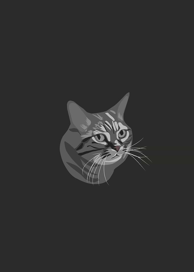 Confuse Cat
