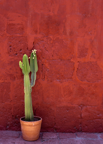 Cactus Tijuana