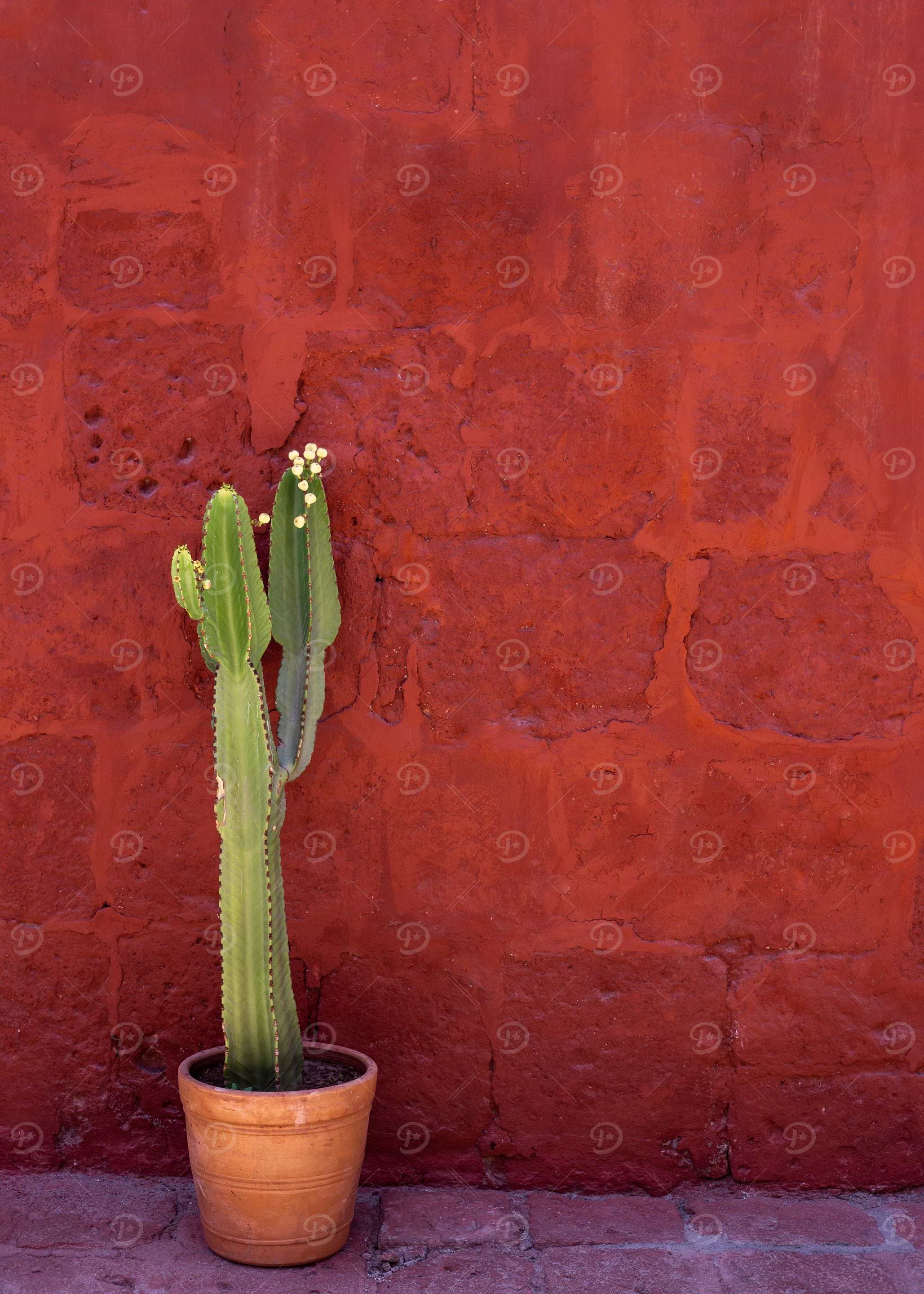 Cactus Tijuana