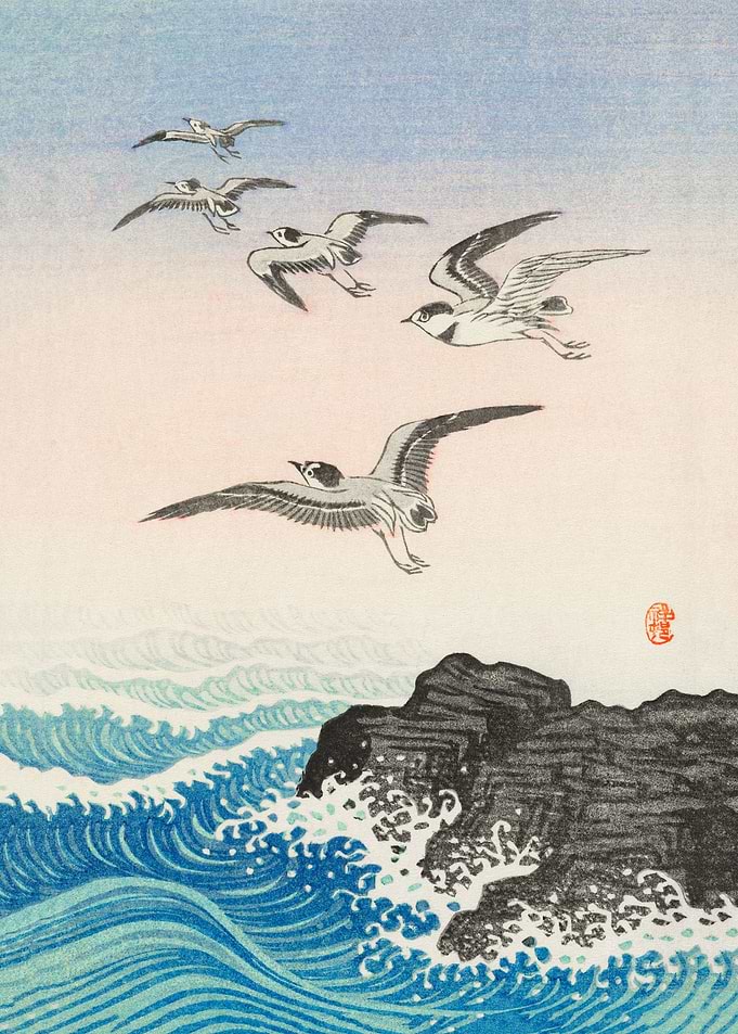 Five seagulls