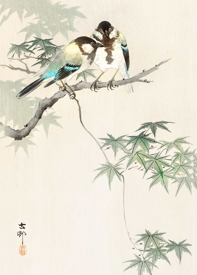 Great tits on maple branch