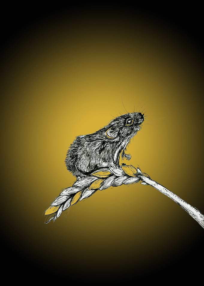 Harvest Mouse