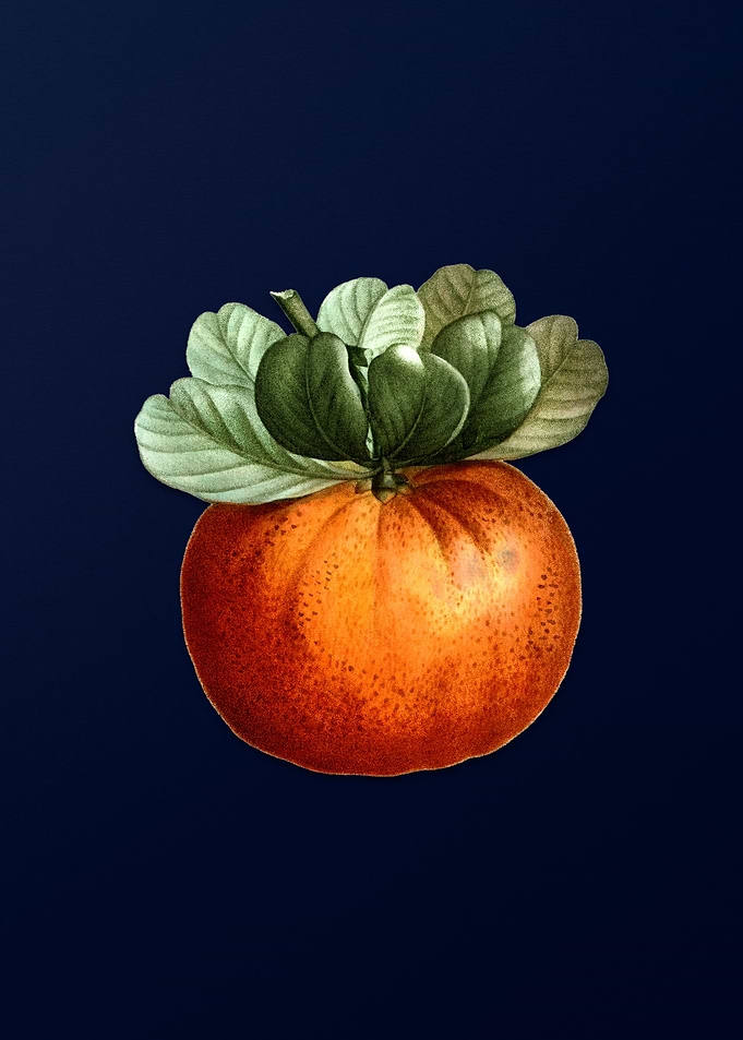 Vintage Fruit on Deep Blue