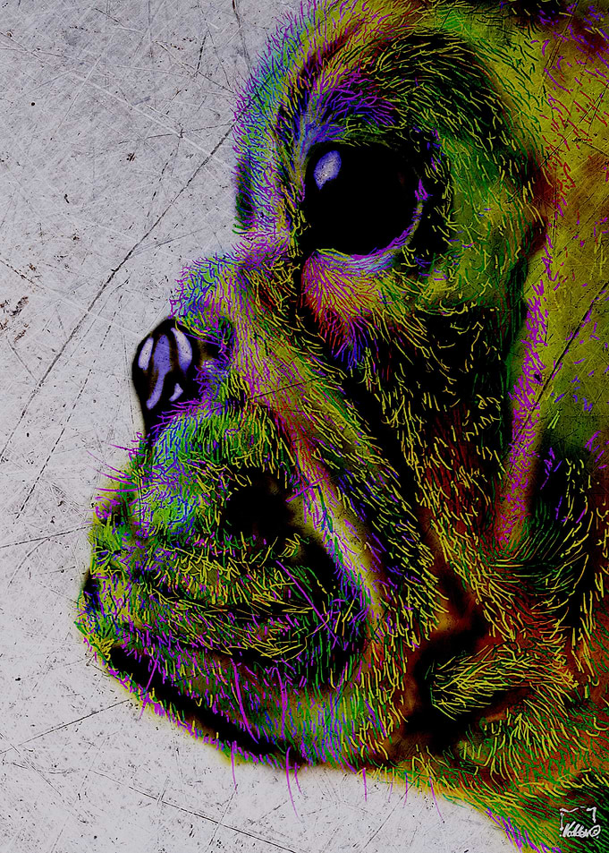 Bulldog