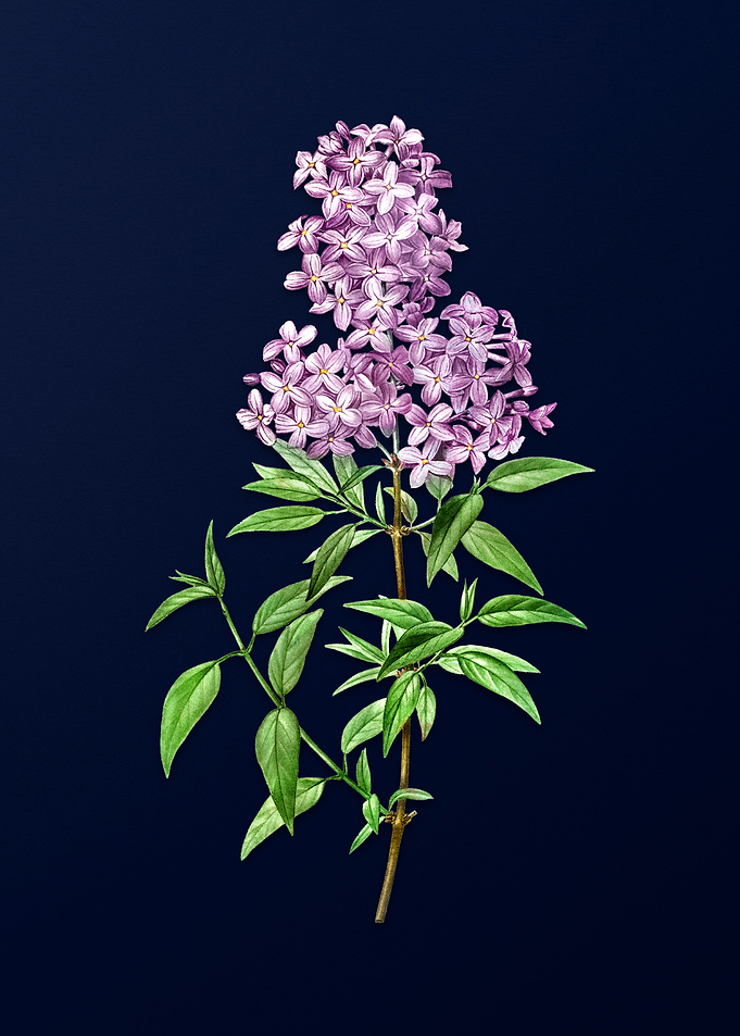 Floral Illustration Blue