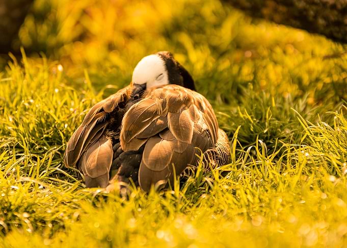 Sleeping Duck
