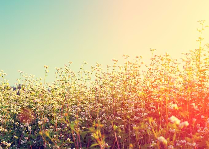 Agriculture Background Bea