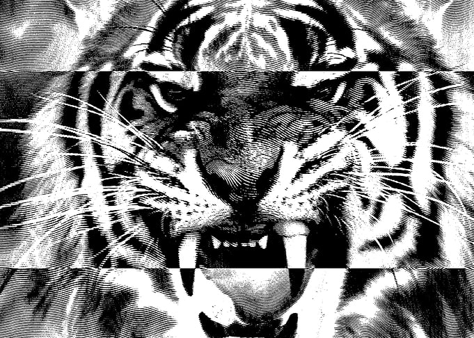 the tiger roars