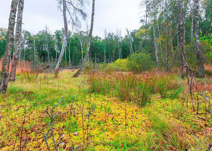 Marsh Poland Swamp Forest