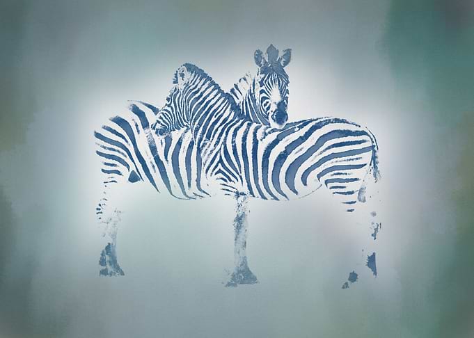 Zebra Couple