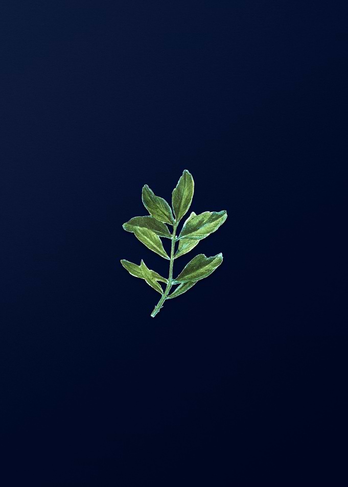 Flower Illustration Blue