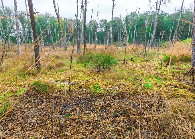 Marsh Poland Swamp Forest
