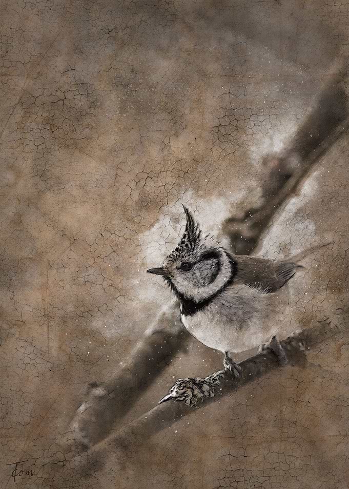 Crested tit
