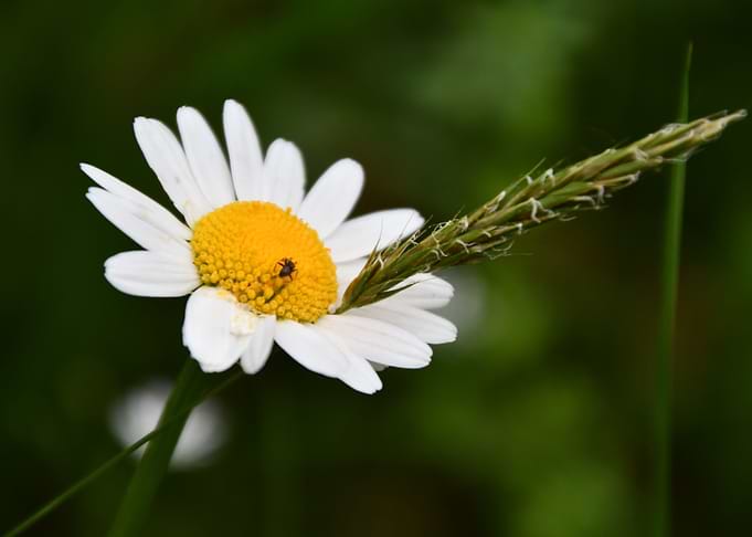 Daisy