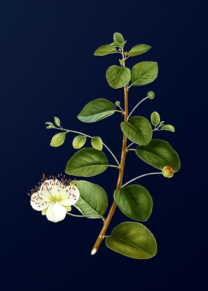 Vintage Flower Dark Blue