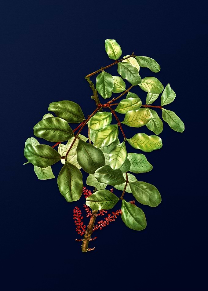Flower Illustration Blue