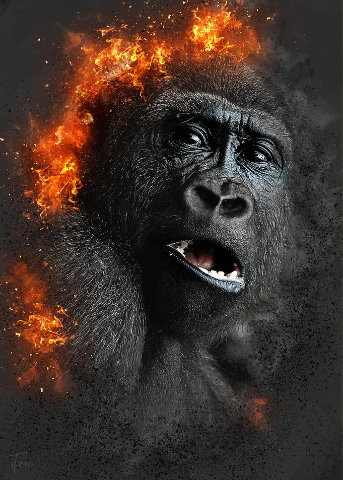 Gorilla burning