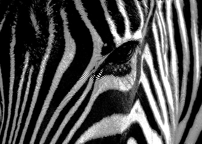 zebra facial lines