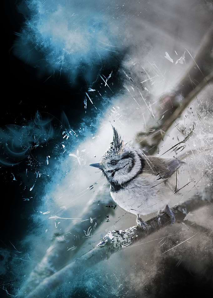 Crested tit