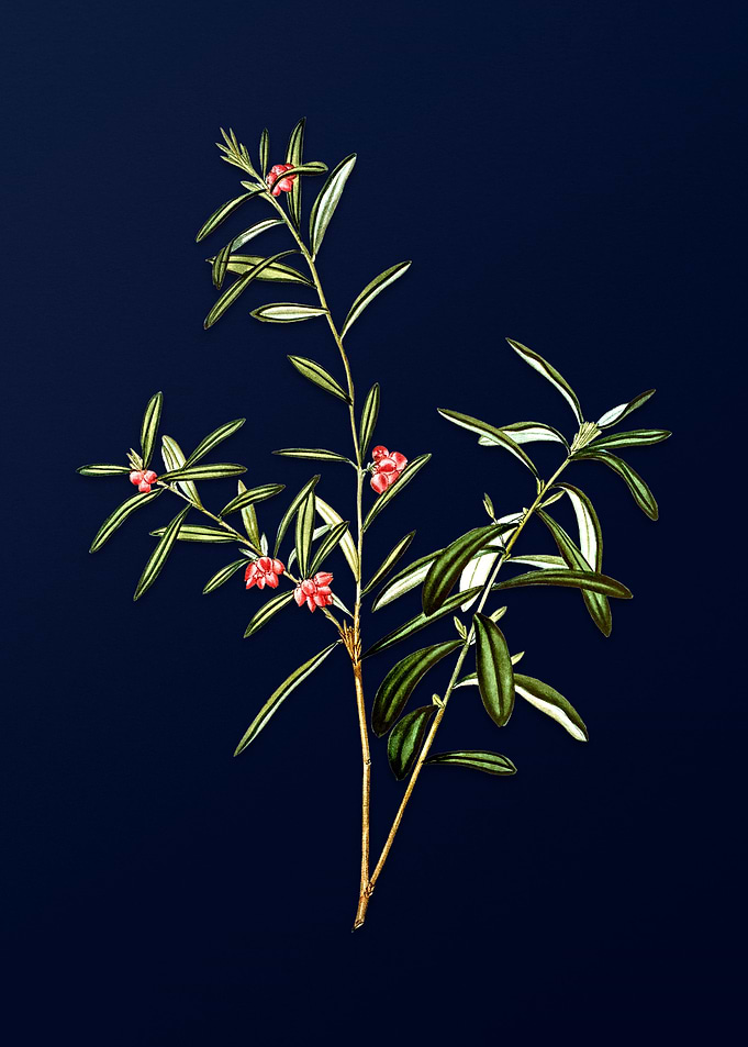 Classic Botanicals on Blue