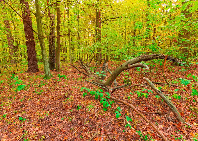 Nature Landscape Forest Sc