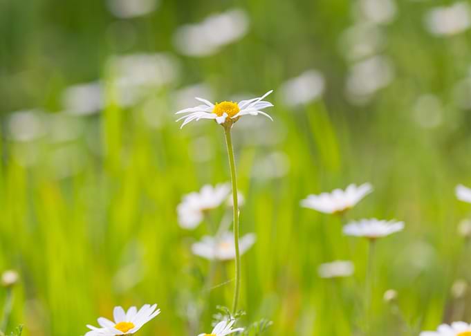 Nature Plant Background Sp