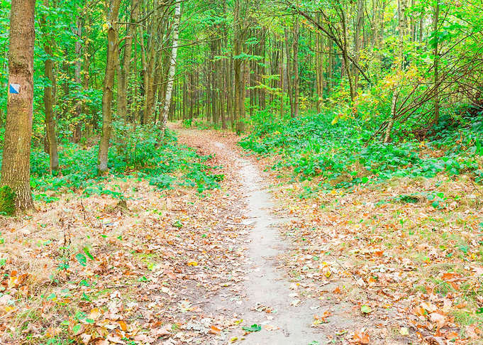 Nature Landscape Forest Sc