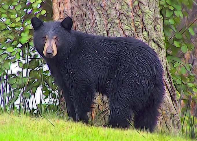 Black Bear
