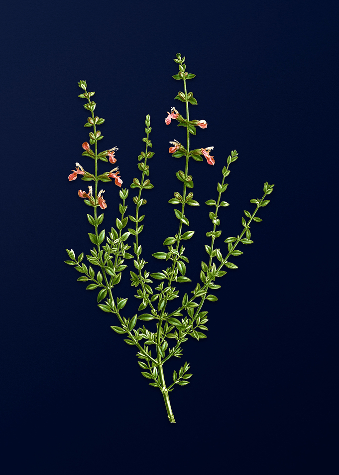 Flower Illustration Blue