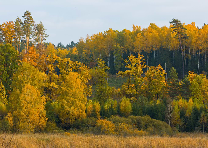 Forest Nature Autumn Fall