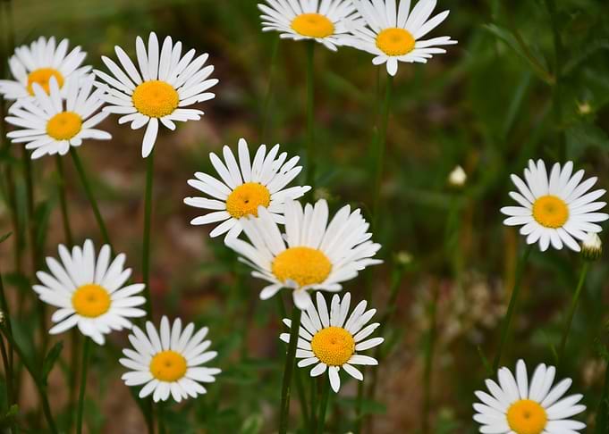 Daisies
