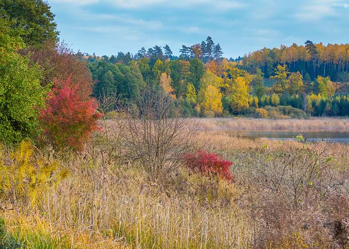 Forest Nature Autumn Fall