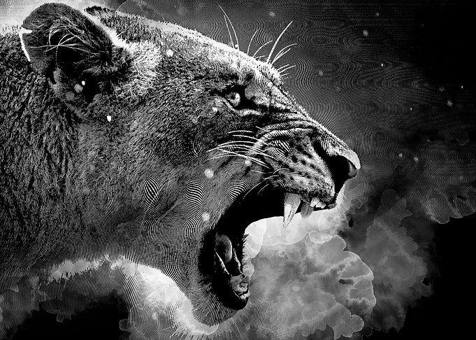 the lioness roars