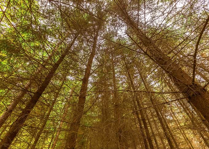Woods Larch View Nature Tr