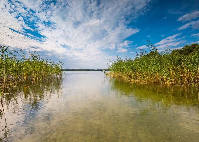 Lake Pond Reed Water Blue