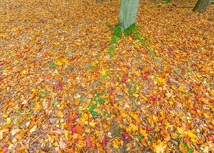 Foliage Forest Nature Yell