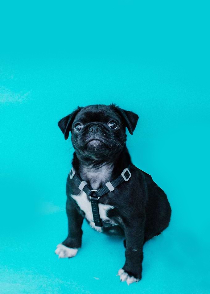 Cute Pug