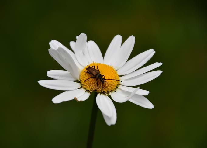 Daisy