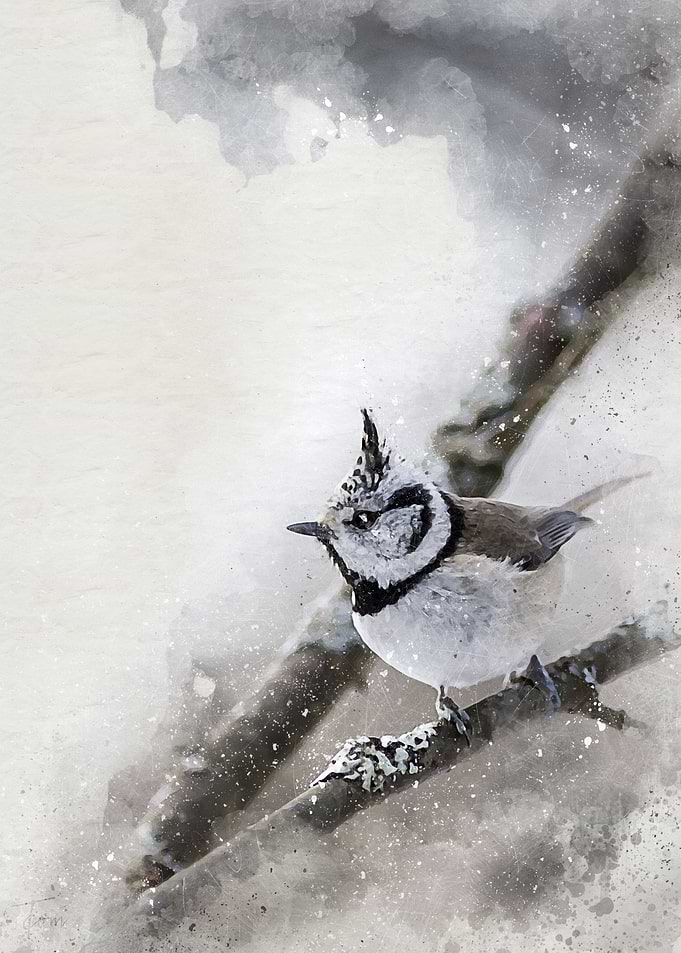 Crested tit