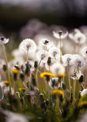 Dandelion on a spring day