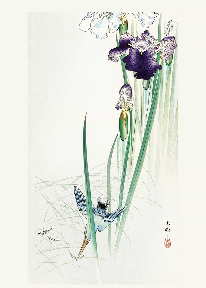 Kingfisher and irises