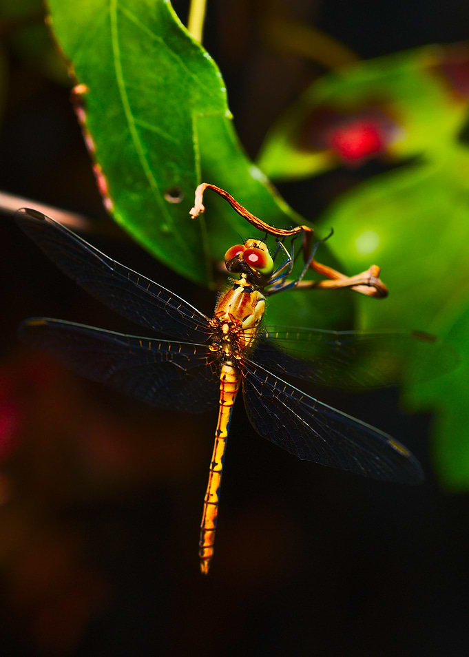 Dragonfly at night