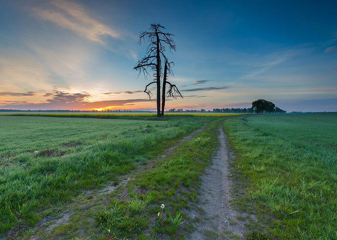 Nature Light Landscape Pla