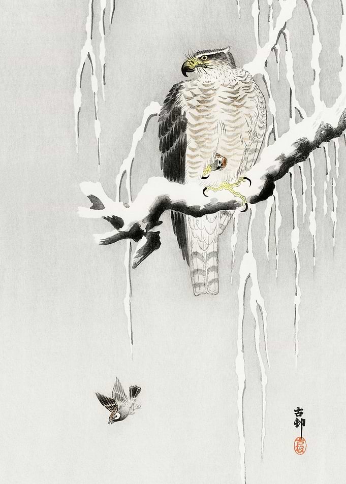 Hawk