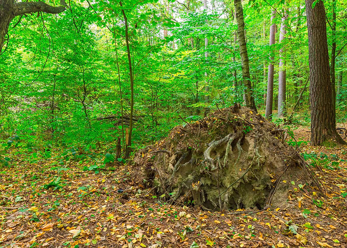 Nature Landscape Forest Sc