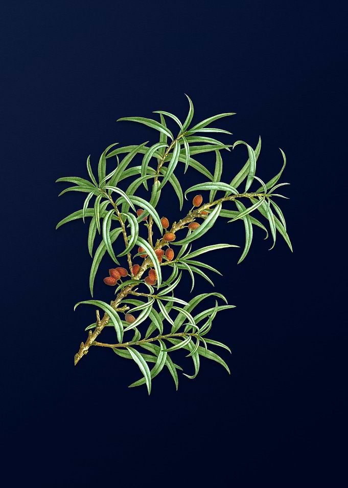 Floral Illustration Blue