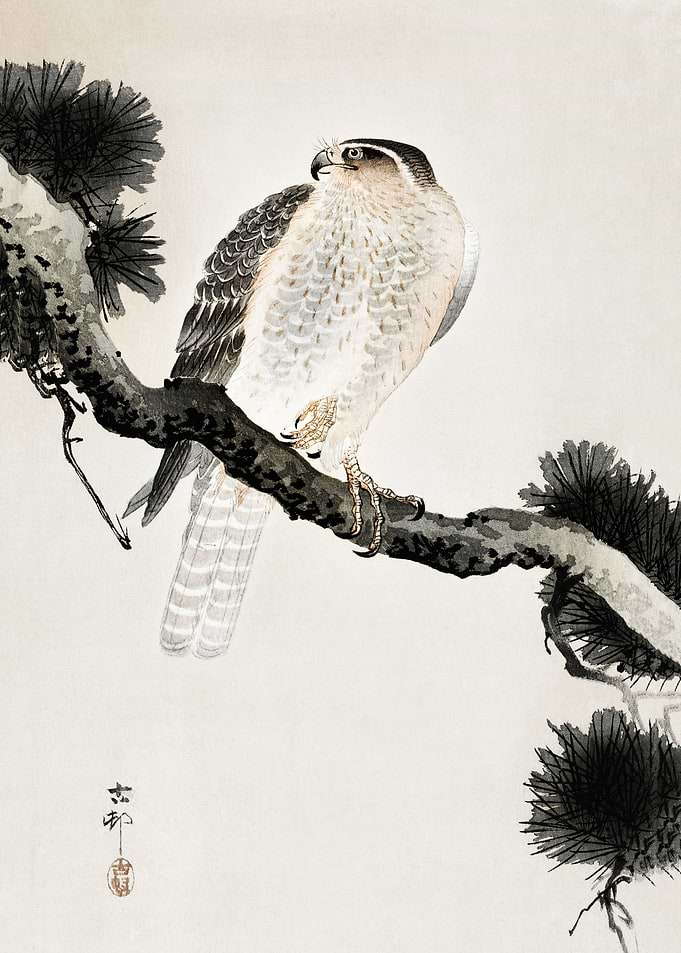 Hawk on pine branch